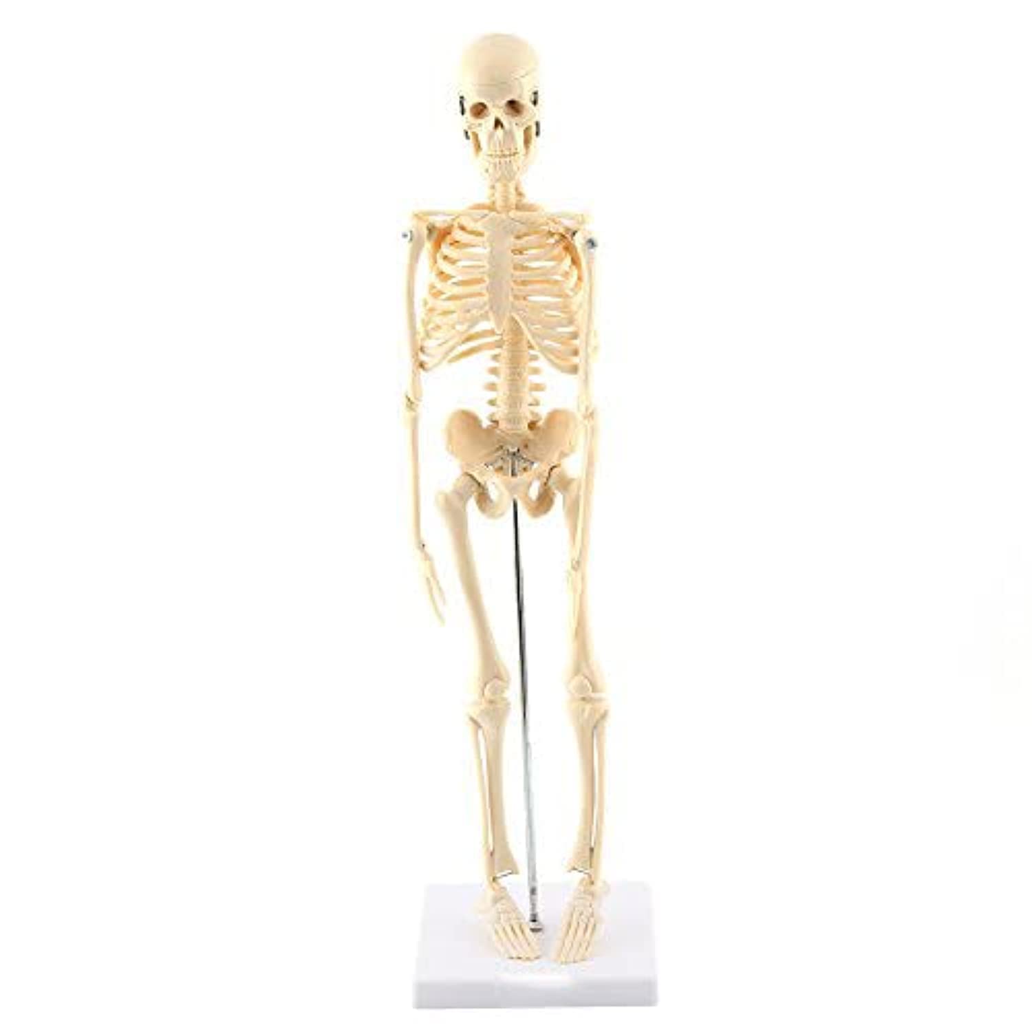 GAESHOW Kleines Anatomie Modell, Menschlichen Mini Skelett Modell, Mini Skelett Anatomie, Skeletts Anatomisches Lehrwerkzeug mit PVC Basis, Anatomisches Modell mit Abnehmbarer Totenkopfkappe, 45 cm