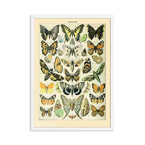 Antik Schmetterling Wand Bilder Vintage Poster Insekt Gemälde Natur Bildung Leinwand Gemälde Bild Kinderzimmer Home Wanddekoration 50x70cm Ungerahmt