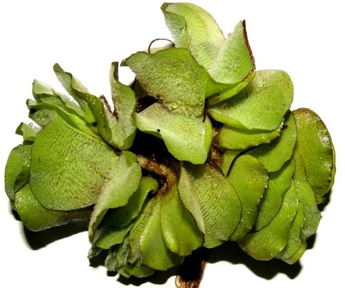 Mühlan - 10 Büschelfarn als Schwimmpflanzen für den Gartenteich/Teich, dekorativ und algenhemmend