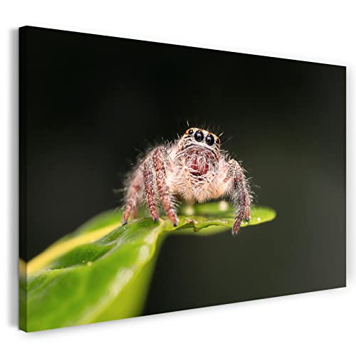 Printistico Leinwandbild (80x60cm) Spinne, Süß Insekt Natur Blatt Macro, warme Farbe, Tier-Fotos, Natur-Fotografie, echter Holz-Keilrahmen inkl. Aufhänger, handgefertigt in Deutschland