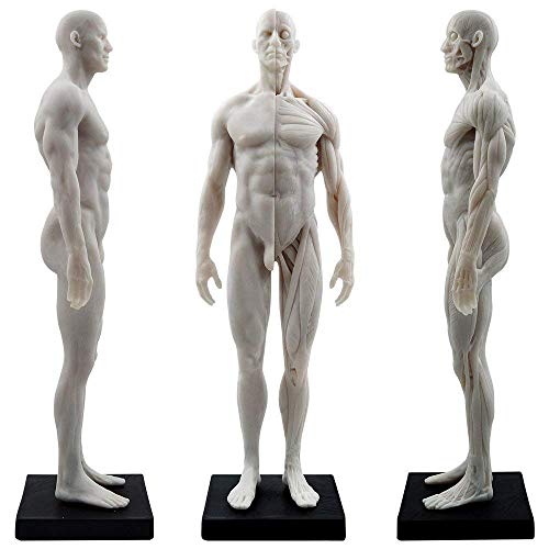 Aprodite Anatomie-Figur, männlich, 30 cm, Weiß