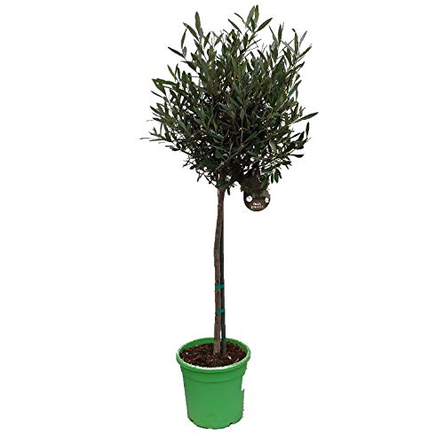 Olivenbaum, kräftiges Stämmchen, 100-120cm im Topf, Olea europea