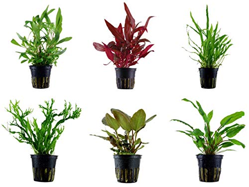 Tropica Mitte Set mit 6 Topf Pflanzen Aquariumpflanzenset Nr.33 Wasserpflanzen Aquarium Aquariumpflanzen