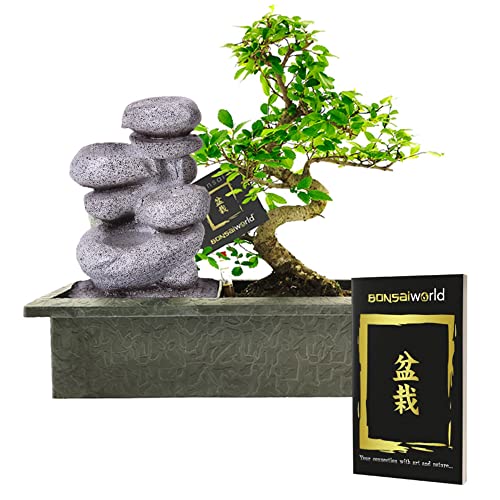 Bonsaiworld Bonsai-Set - Mit Steinen, Wasserfall & Feuchtigkeitsmesser - S-Form, ca. 10 Jahre alt - Pflegeleicht, tolle Dekoration für Wohnzimmer & Büro - Pflanzenhöhe: 30-35 cm