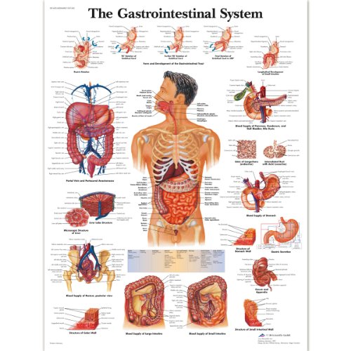 3B Scientific VR1422L Menschliche Anatomie „The Gastrointestinal System“, Poster zum Verdauungssystem (englische Version), laminiert