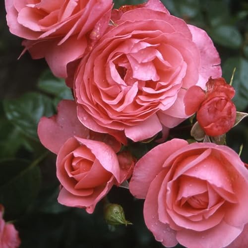 Kletterrose „Rosanna (Premium) - lachsrosa blühende Topfrose im 6 L Topf - frisch aus der Gärtnerei - Pflanzen-Kölle Gartenrose
