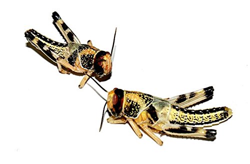 Heuschrecken klein 300 Stück Wüstenheuschrecken Futterinsekten Reptilienfutter