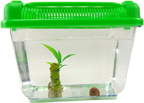 Evil Wear Schnecken Set Wasser Aquarium mit Pflanze 2Stk Mini Schnecke (TF2)