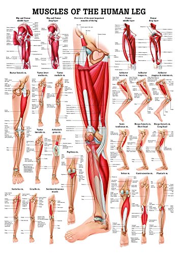 Muscles of the Leg. 50x70 cm, laminated