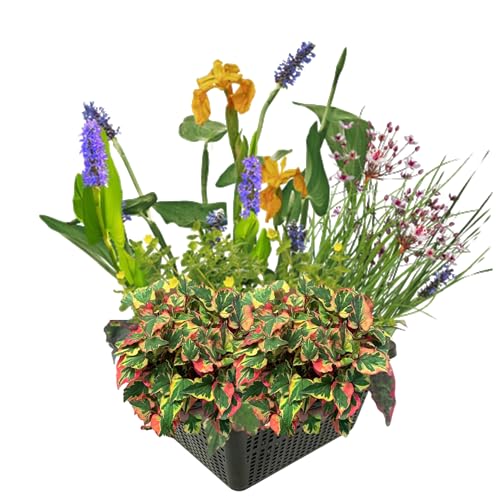 VDVELDE Mini Wasserpflanzen Set Winterhart - 4 Blühende Wasserpflanzen - inklusive Teichkorb, Lehm, Abdeckkies und Teichpflanzen Dünger - Van der Velde Wasserpflanzen