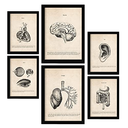 Nacnic Organe Postern. Medizinische Illustrationen im Vintage Stil von Anatomie, Körperteilen, Knochen und Muskeln. Innenarchitektur und Dekoration. A4 & A3.