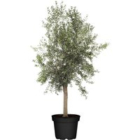 Olivenbaum Olea Europaea H ab 160 cm 45 L Container