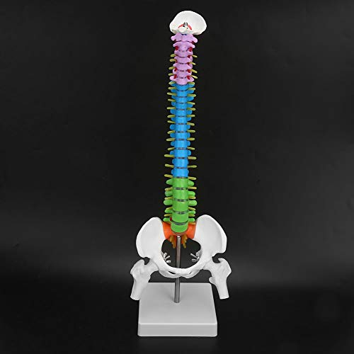 Skelett-Wirbelsäulen-Modell, menschliches Skelett-Wirbelsäulen-Modell 45cm Länge PVC bunt medizinisch mit Becken-Femur zum Unterrichten für die Anzeige
