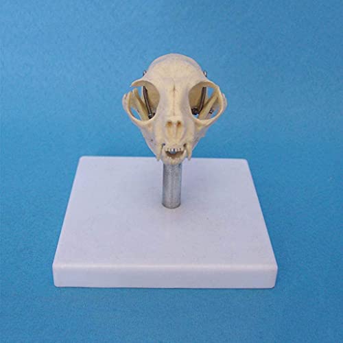 HDGRNCC Katzenschädel-Modell - Medizinisches Anatomisches Tierschädel-Modell - Realistische Harz-Katzenschädel-Figur-Replik Medizinische Lektion Skelett-Modell Halloween-Party-Dekor