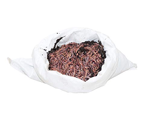 SUPERWURM Angelwürmer, Futterwürmer, Regenwürmer - 0,5 kg mini-mix (ca. 750 Stück)