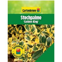 Gartenkrone Stechpalme, Ilex altaclerensis »Golden King«, Blätter: zweifarbig, Blüten: weiß - bunt