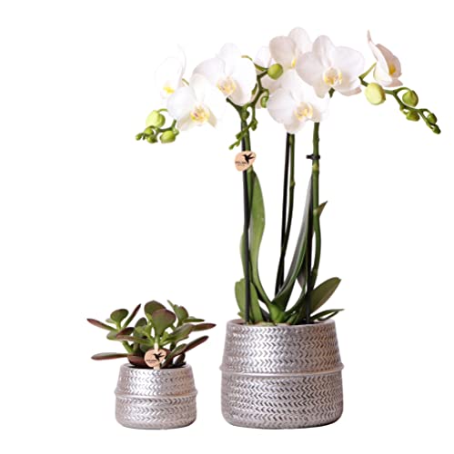 Kolibri Company - Pflanzenset Groove silber | Set mit weißer Phalaenopsis Orchidee Amabilis Ø9cm und grüner Sukkulente Crassula Ovata Ø6cm | inkl. silbernen Keramik-Ziertöpfen