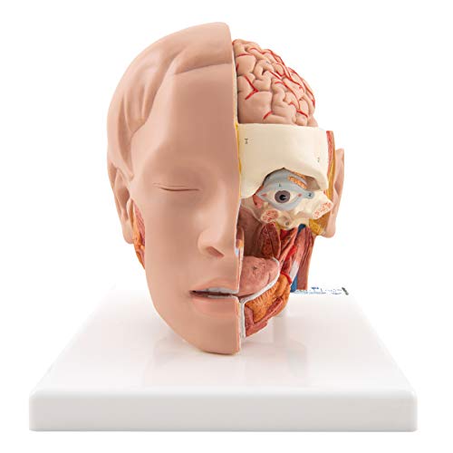 3B Scientific menschliche Anatomie - Kopfmodell, 6-teilig - 3B Smart Anatomy
