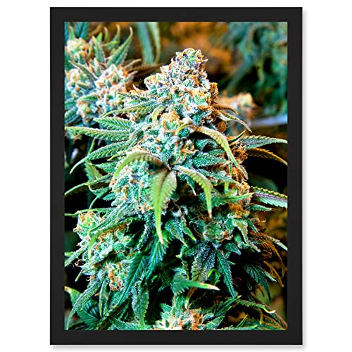 Photography Nature Cannabis Marijuana Bud Weed Plant Artwork Framed Wall Art Print A4