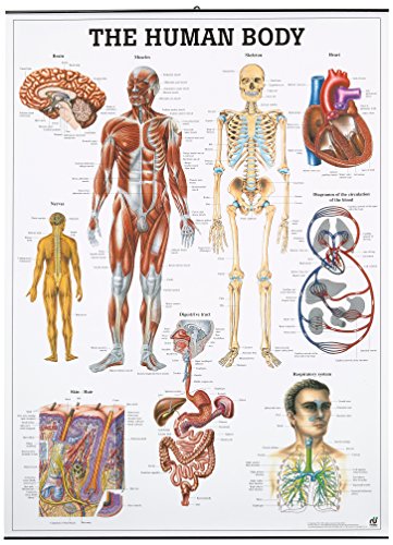 The human body. 70x100 cm, laminated