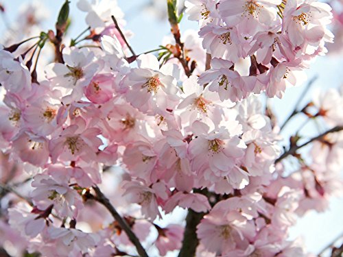 Japanische Blütenkirsche 'Kanzan' - Prunus serrulata Kanzan - Containerware 60-100 cm - Garten von Ehren®