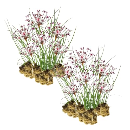 VDVELDE Wasserschwertlilie Blaue Iris Kaempferi - Für ca. 2,5 m² - 30 lose Filterpflanzen - Für Teichpflanzenfilter - Winterharte Schwanenblume - Van der Velde Wasserpflanzen