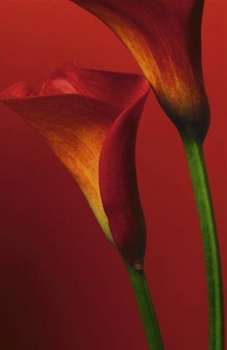 1art1 40508 Blumen - Rote Calla Lilien 4-teilig, Fototapete Poster-Tapete (254 x 183 cm)