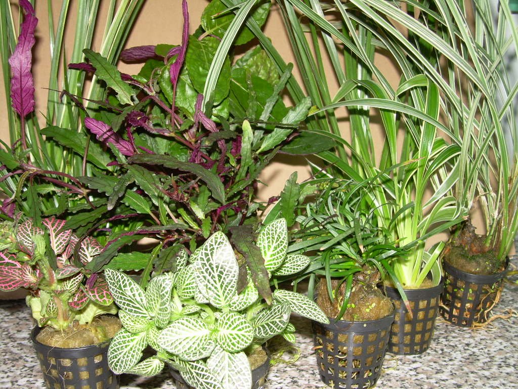 Mühlan Topartikel- 7 Töpfe Dekorpflanzen für Paludarium, Terrarium, Sumpfpflanzen für den Regenwald