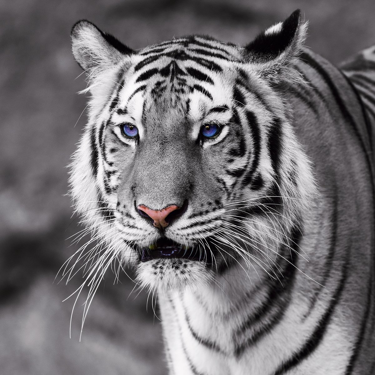Eurographics 50x50, DG-DT50001 Tiger with Blue Eyes Glasbild, Glas, grau, 50 x 50 x 2 cm
