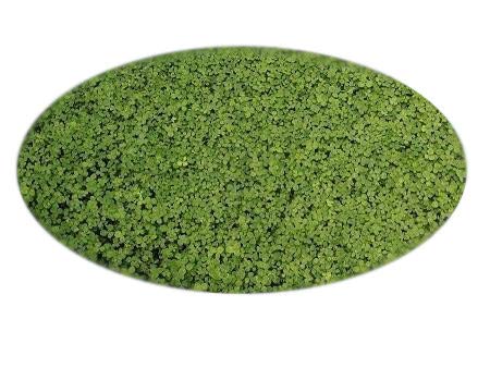 Mikroklee Microclover Zwergklee für 50m² gleichmäßigen dichten ganzjährig grünen Rasen - 100g Klee Samen - Rasenklee Miniklee