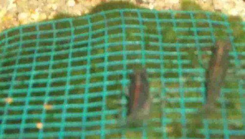 Mühlan Topartikel- 3 Wassergras Matte mit Gitter 15x10 cm, Moos