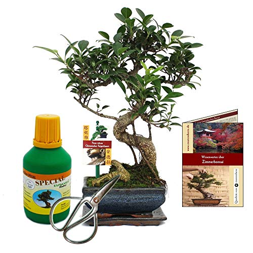 Exotenherz - Geschenkset Bonsai"Ficus" - Chinesischer Feigenbaum - ca. 6 Jahre alt - Anfänger-Set