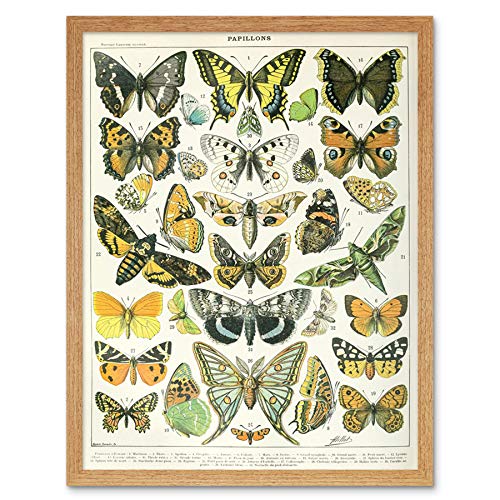 Millot Encyclopedia Page Butterflies Moths Art Print Framed Poster Wall Decor 12x16 inch Seite Wand Deko