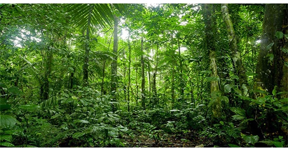 AWERT 183 x 61 cm Terrarium-Hintergrund tropisches Aquarium Hintergrund grün riesiger Baum Regenwald Reptilien Habitat Hintergrund aus strapazierfähigem Polyester