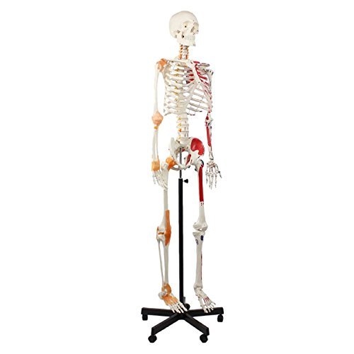 Cranstein A-125 Skelett Modell mit Muskelbemalung, Ligamenten und flexibler Wirbelsäule, 180cm (mit Muskel, flexible Wirbelsäule)