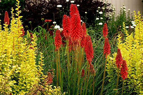 10 x Kniphofia ‘Redhot Popsicle’ / Fackellilie Tritome