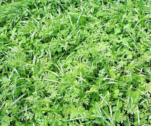 Schnellgrüner Bodenkur von bobby-seeds, schnelle Begrünung von Brachen 2,5 KG