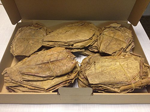 ~300 Stück (300 Gramm) 10-15cm - Seemandelbaumblätter Catappa Leaves TopQualität - BLITZVERSAND