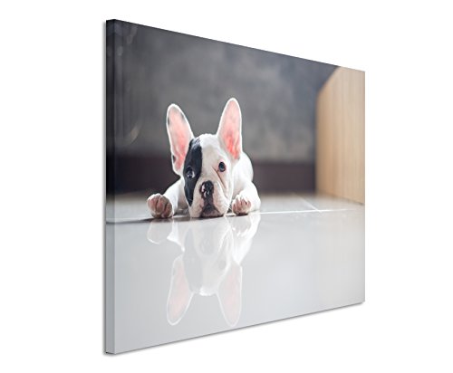 Unique Fotoleinwand 120x80cm Tierbilder – Niedliche kleine Französische Bulldogge