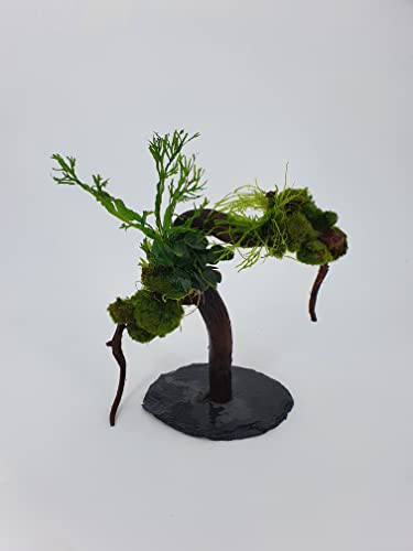 Wasserpflanzen Tropica Garnelenbäumchen Moorwurzel Aquarium Wurzel Bonsai ca.20 cm Mangrove (Moorwurzel) bepflanzt auf Schiefer Wurzel mit Wasserpflanzen (versch.) Abbildung ähnlich