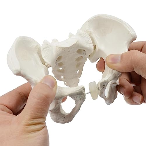 RSBFER Flexibles weibliches Beckenmodell – menschliches Skelettmodell mit Bungee, 1:2-Anatomiemodellexemplar für Lehr- und Lernzwecke, Ausstellung