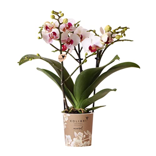 Kolibri Orchids | Weiße Phalaenopsis-Orchidee - Mineral Gibraltar - Topfgröße Ø9cm | blühende Zimmerpflanze - frisch vom Züchter
