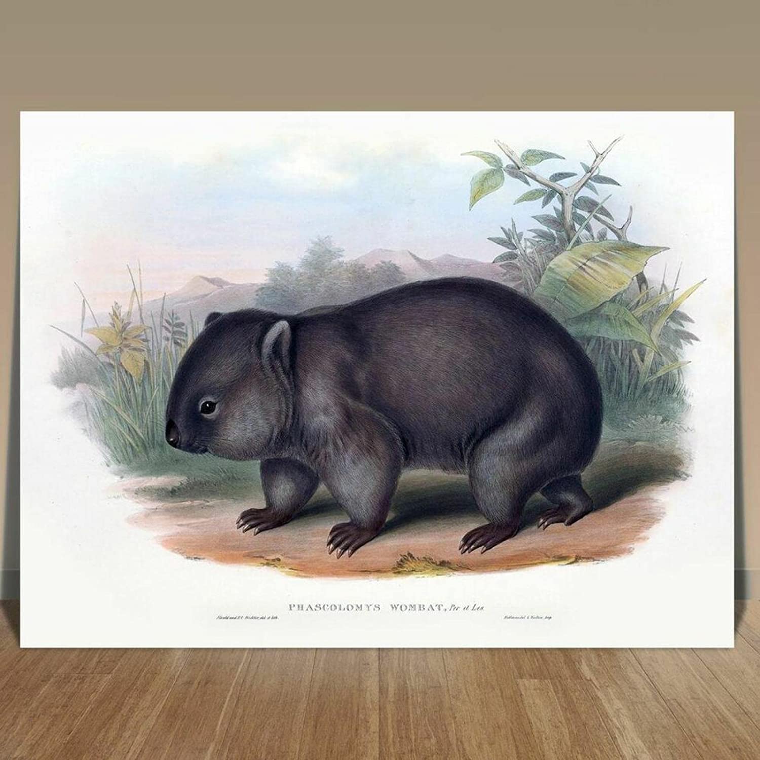 Wandbild 50 x 70 cm Rahmenlos John Goulds Tier Vogel Illustration Wombat Malerei Leinwand Wandbild Bild Wohnzimmer Dekor