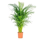 Dypsis | Areca-Palme pro Stück - Zimmerpflanze im Aufzuchttopf cm24 cm - 130-140 cm