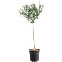 Olivenbaum - Olea europaea - Höhe ca. 110 cm, Topf-Ø 21 cm