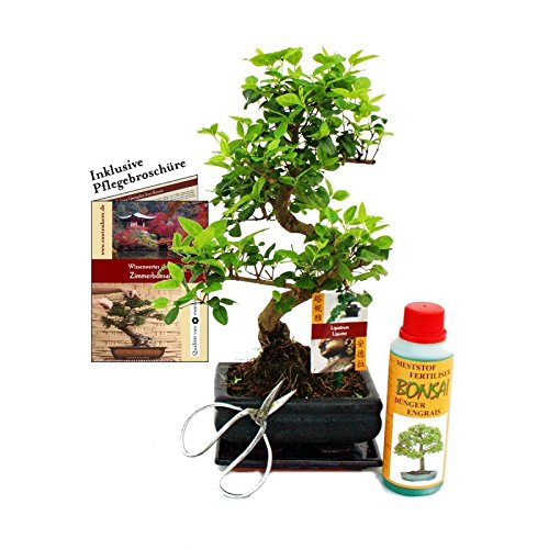 Exotenherz - Geschenkset Bonsai "Ligustrum" - Chinesischer Liguster - ca. 6 Jahre alt - Anfänger-Set