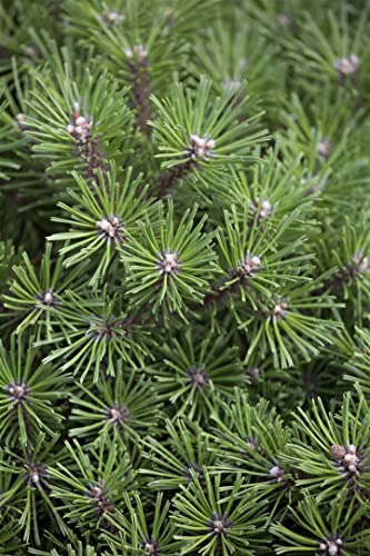 Pinus mugo 'Benjamin' C 4 25-30 Berg-Kiefer 'Benjamin',winterhart, deutsche Baumschulqualität, im Topf für optimales anwachsen