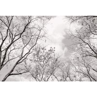 Fototapete Baumkronen im Himmel Vlies Tapete Natur Bäume Äste Herbst Fotografie schwarz-weiß Wall-Art - 384x260 cm