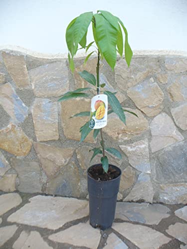 Echter veredelter Mangobaum -Mangifera indica , Mangopflanze ca. 100-120 cm
