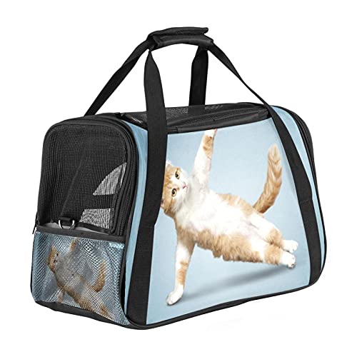 Haustiertasche Tanzende Katze Transporttasche für Katzen und Hunde Faltbare Katzentransportbox Drucken Hundebox Atmungsaktiv und sicher 43x26x30 cm